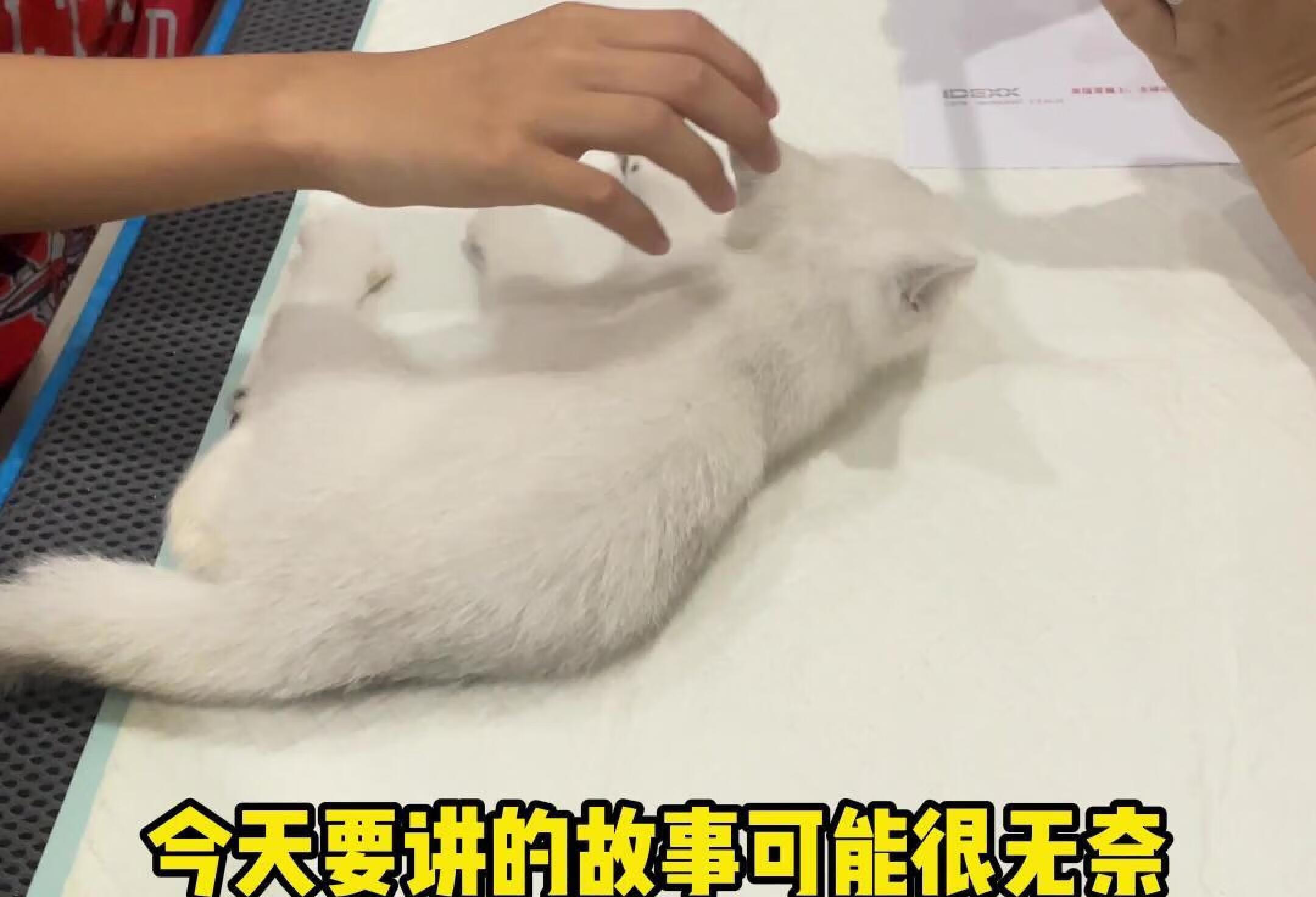 小猫咪患上佝偻病，双腿软绵无力这下麻烦了