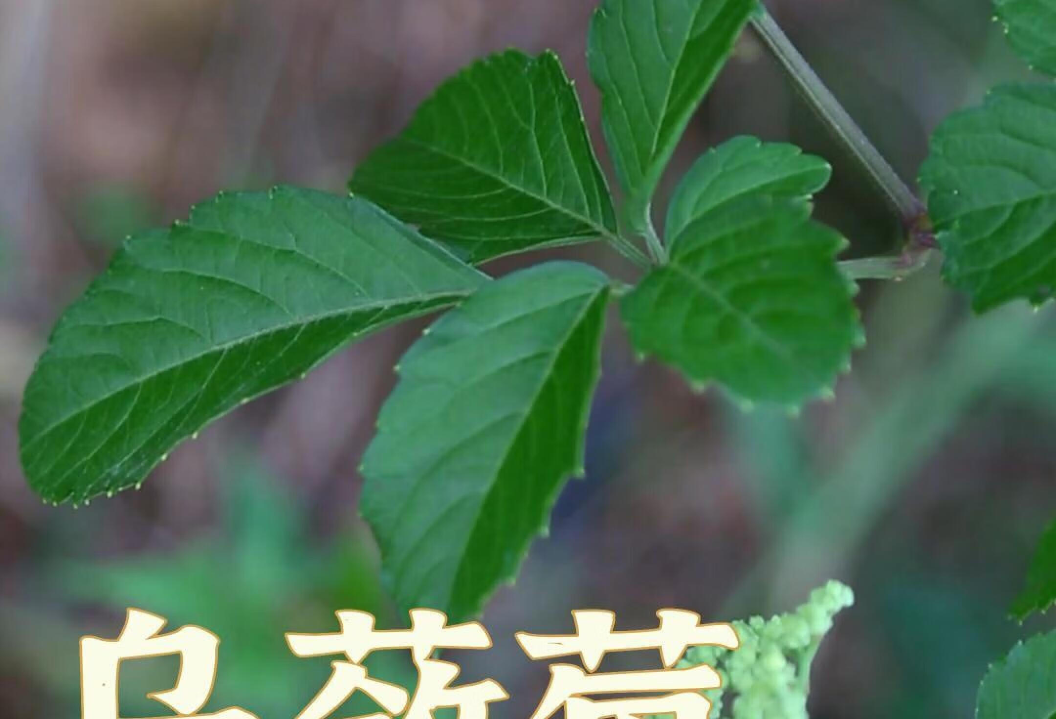 名字带“莓”的果实就一定能吃？——乌蔹莓