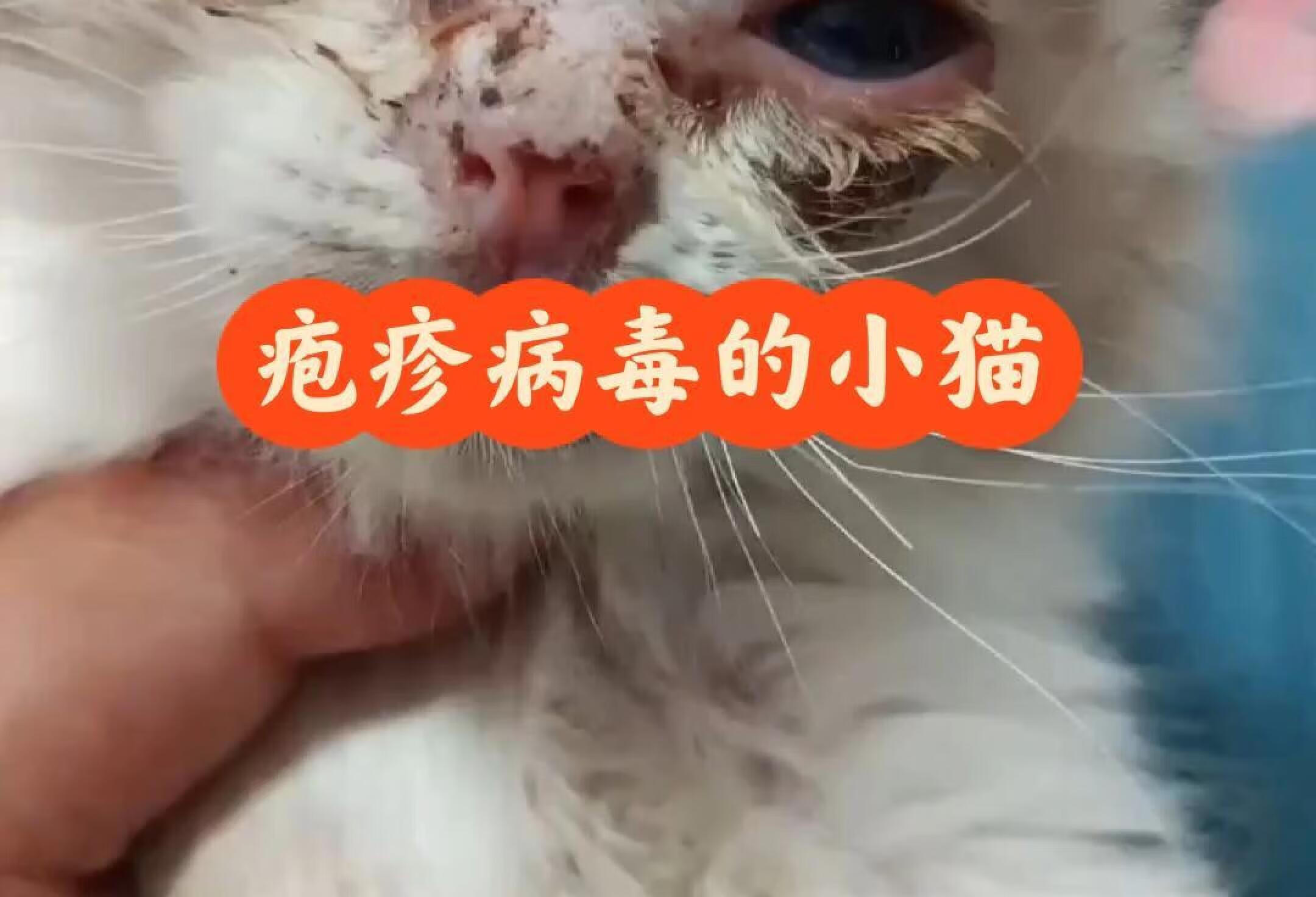 捡到疱疹病毒的小猫怎么办