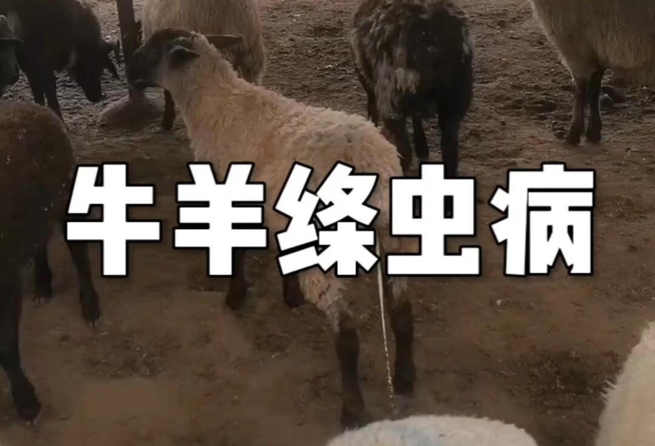 裂头绦虫病