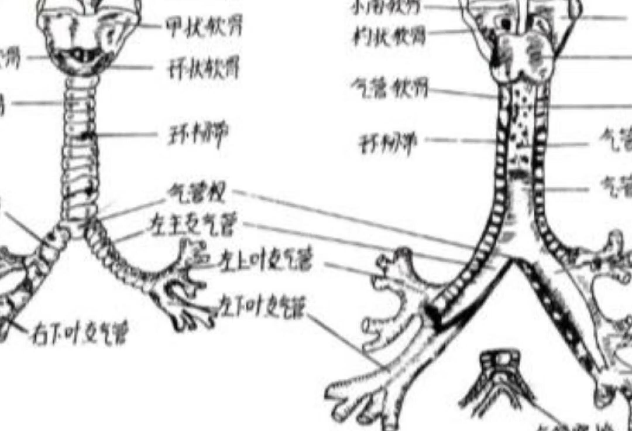 解剖学-气管和支气管-高频知识35