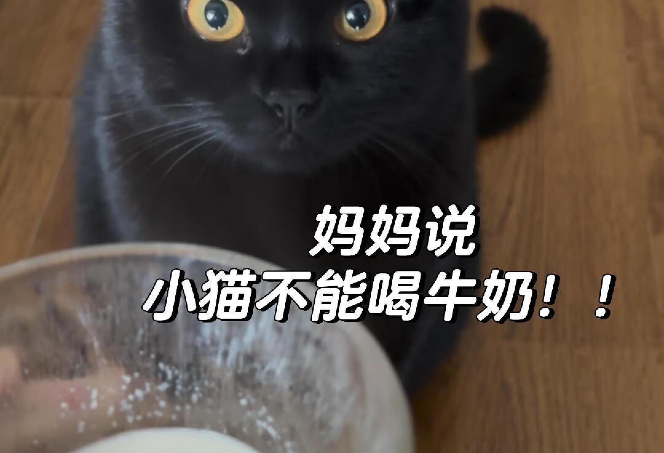 小猫不可以喝牛奶！！