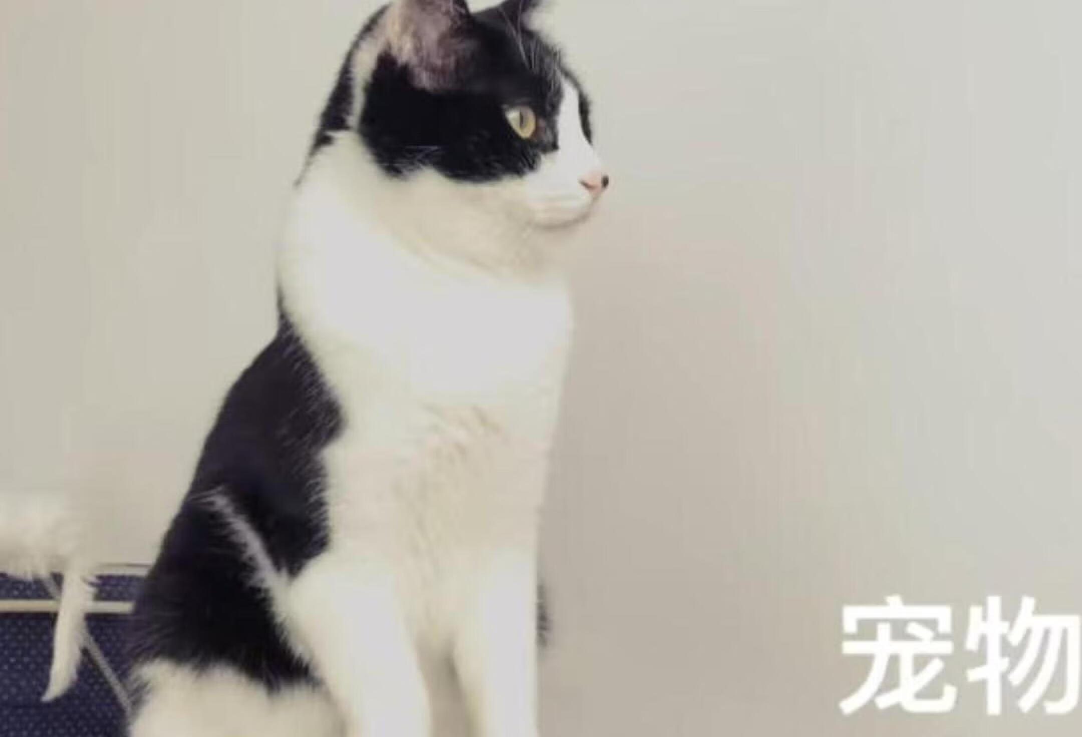 想我的猫咪