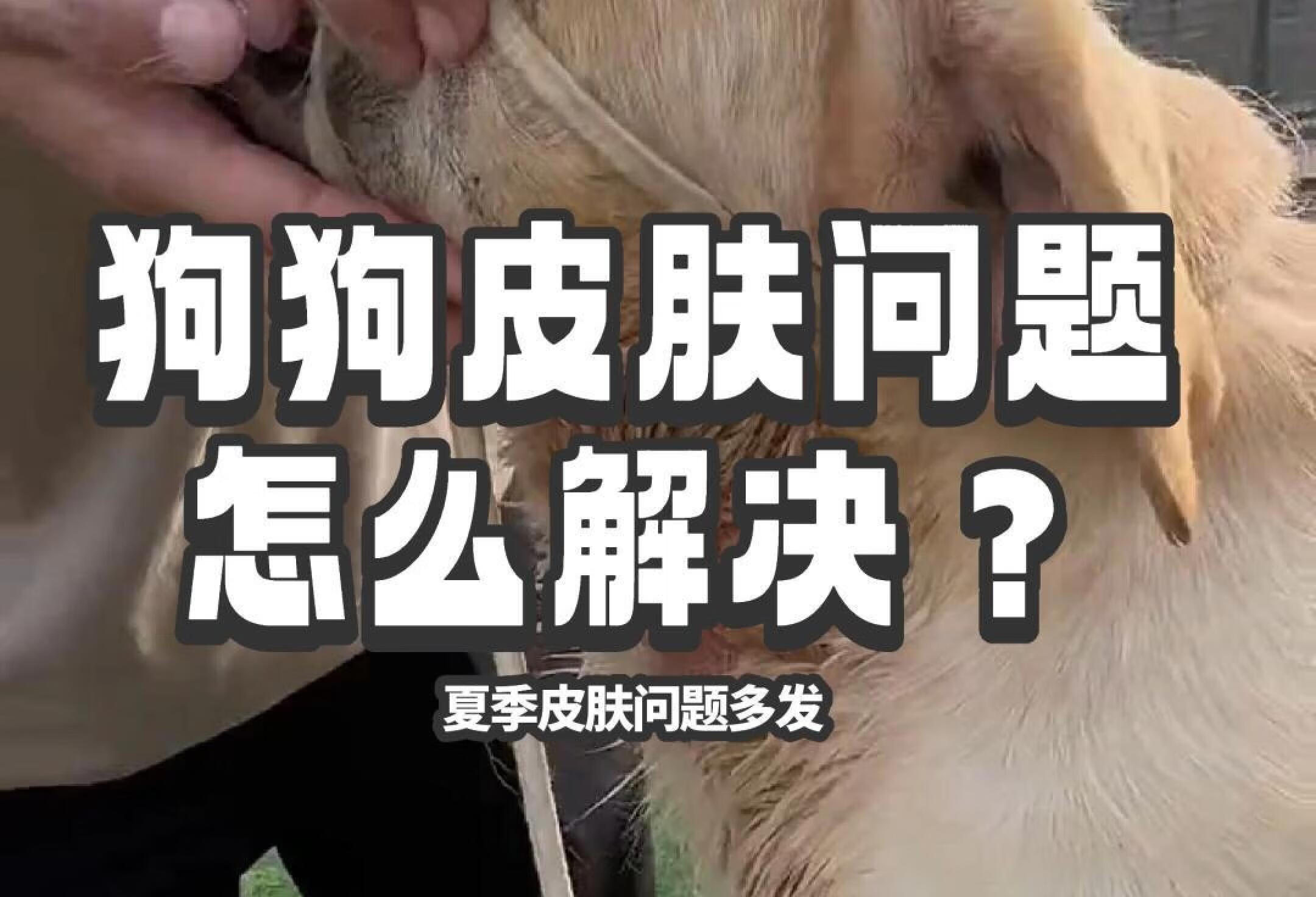 狗狗皮肤问题怎么解决？