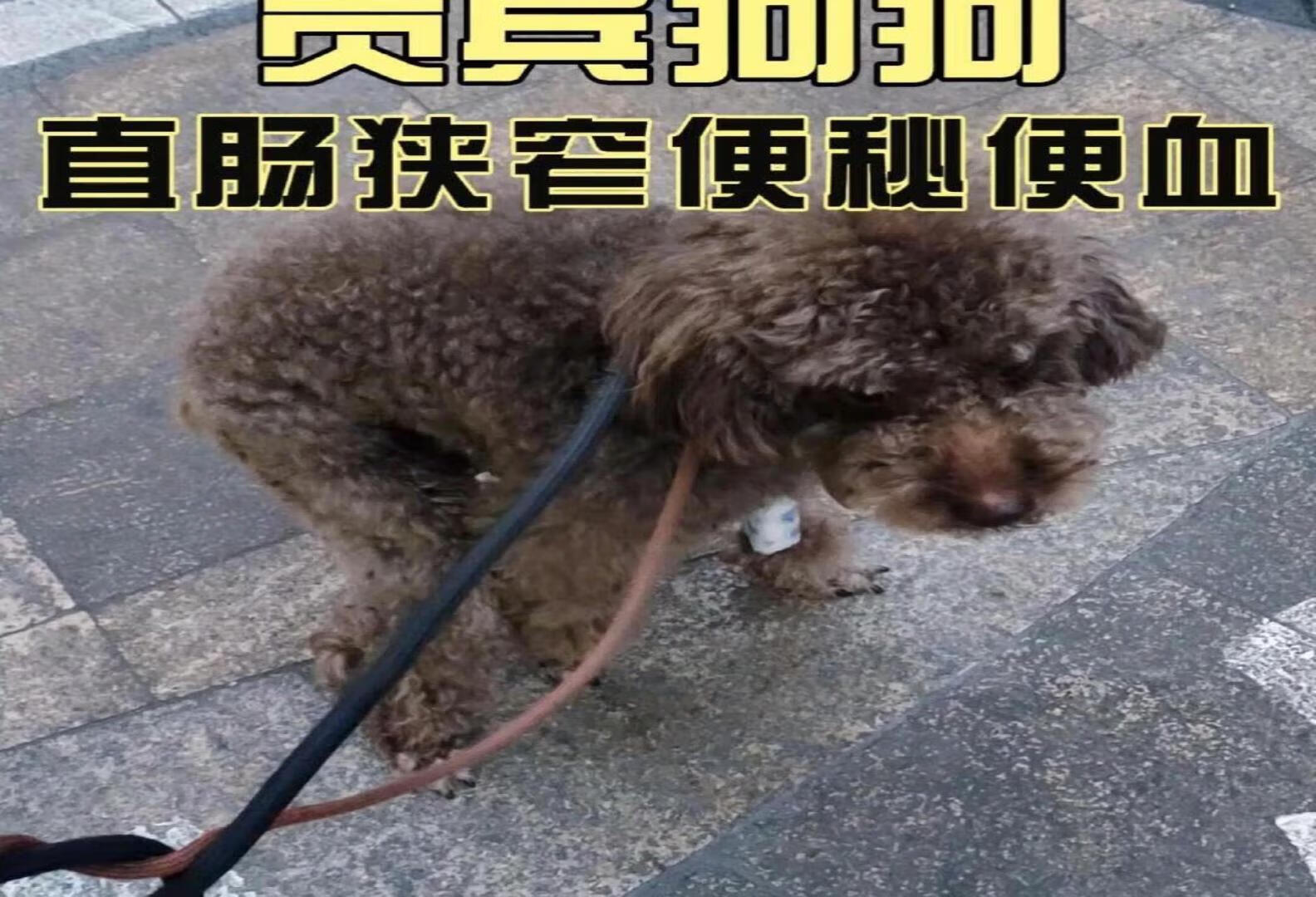 狗子你可长点心吧