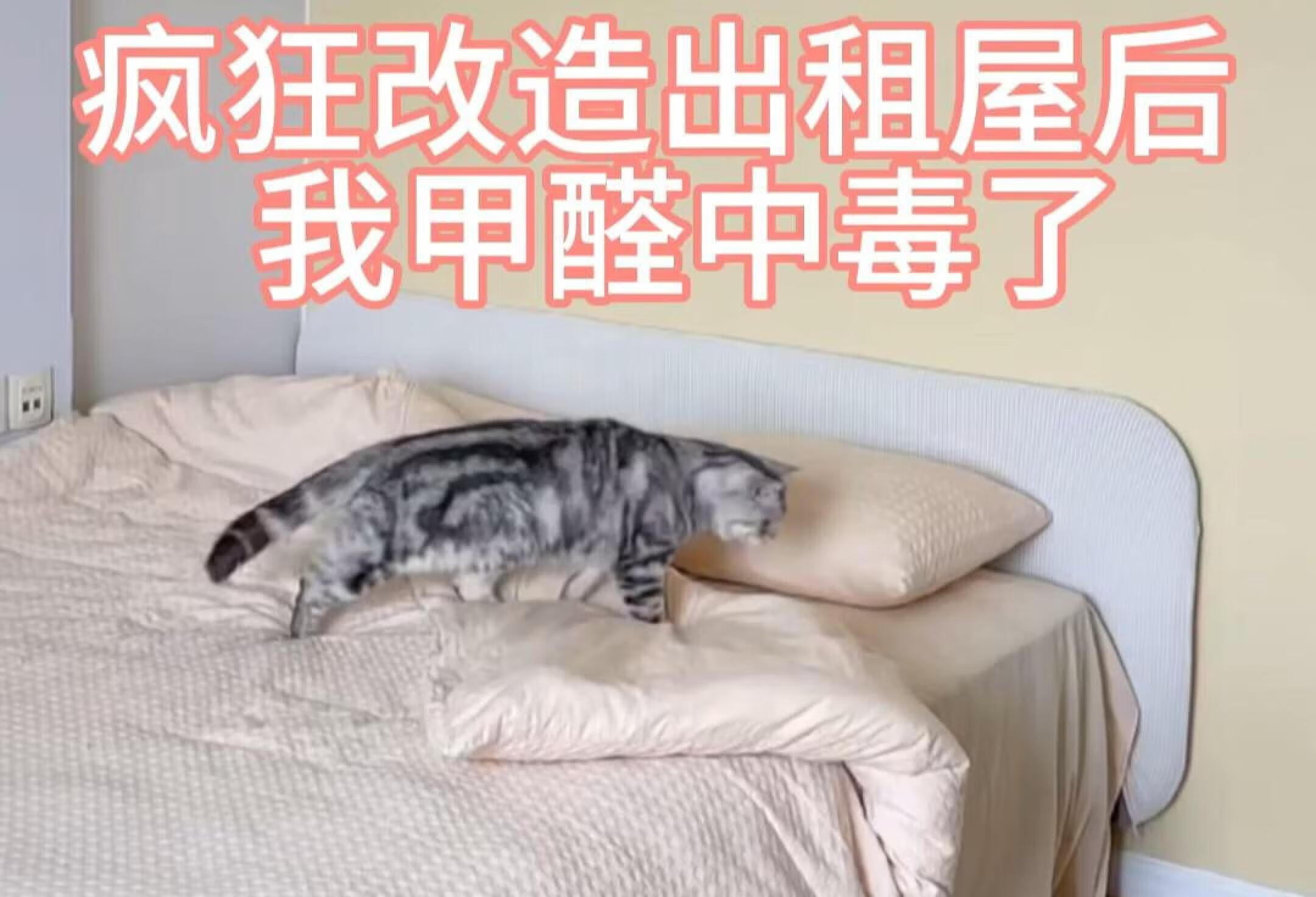 我家12只猫甲醛中毒了