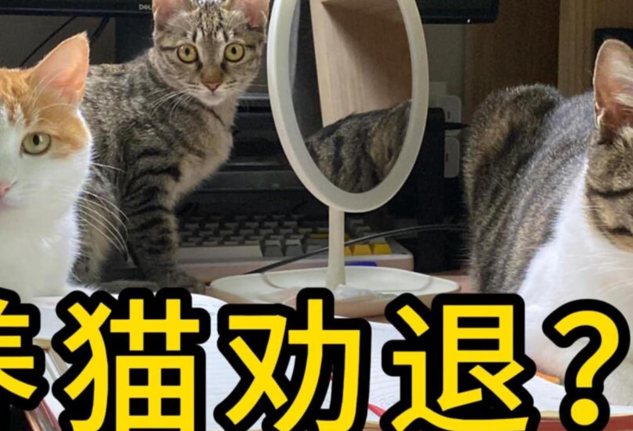 最全养猫劝退视频，看完这些你还想养猫吗？