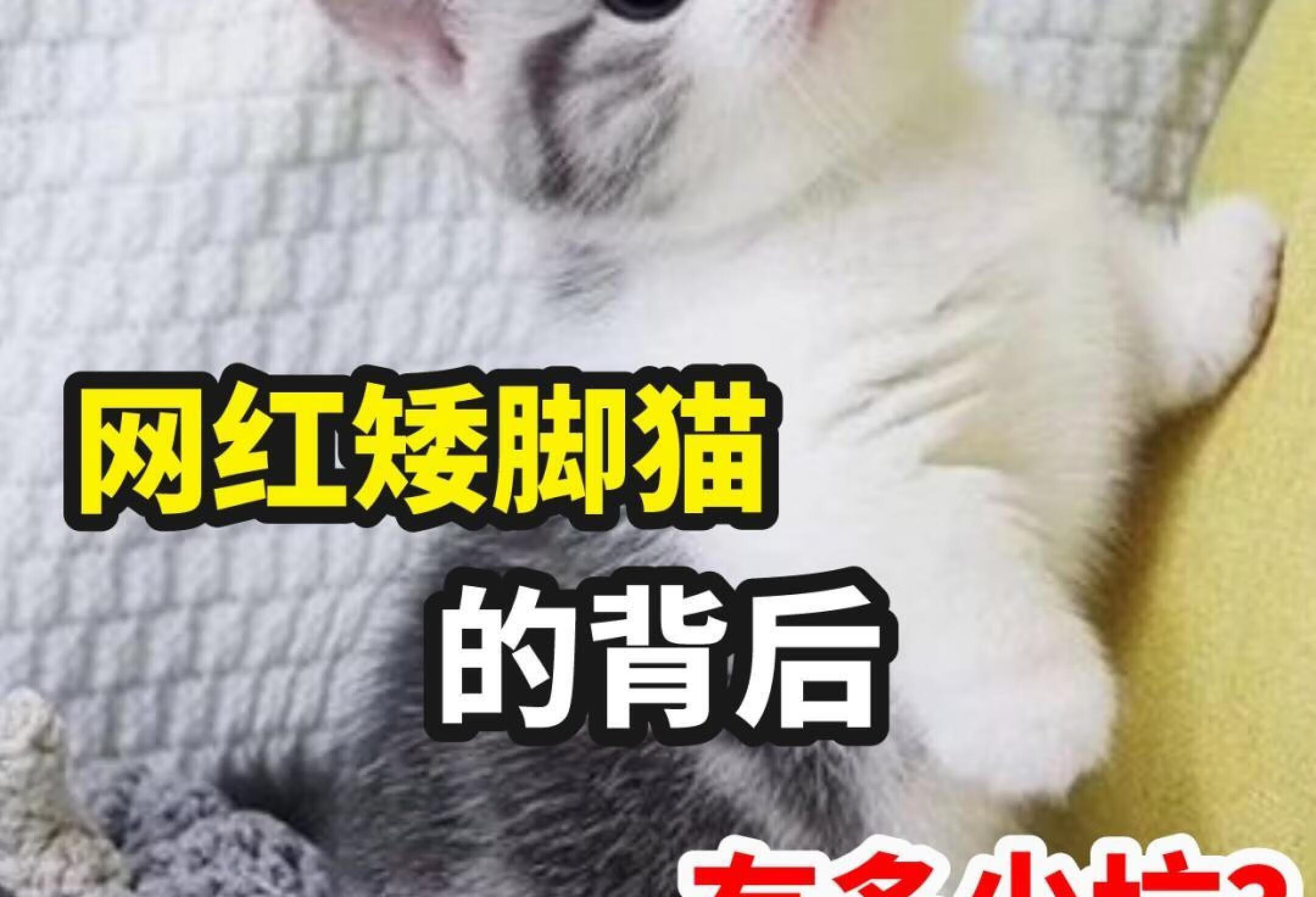 曼基康矮脚猫？竟然是很多猫贩子的谣言？