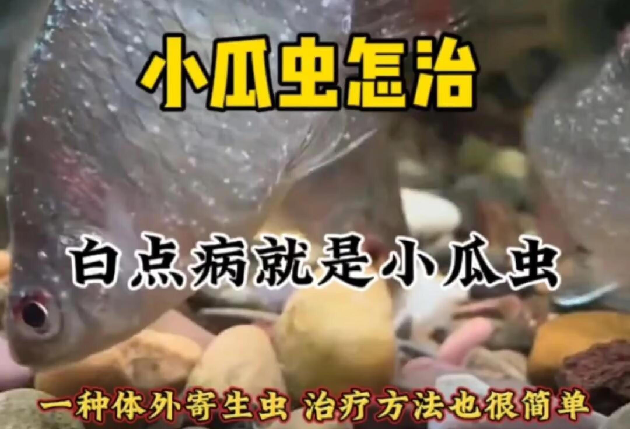 小瓜虫怎么治，白点病就是小瓜虫