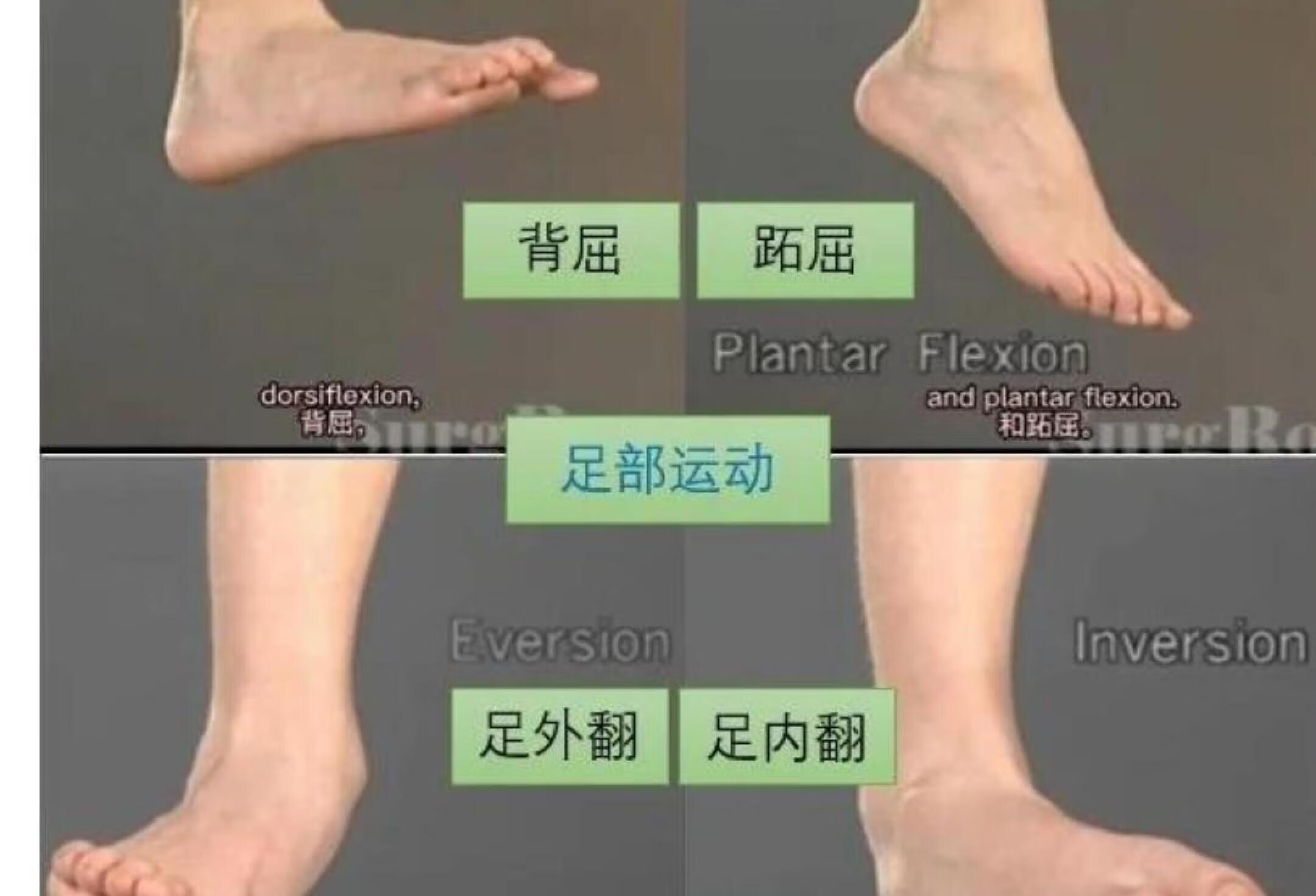 【5分钟解剖学】足部运动+胫腓骨19