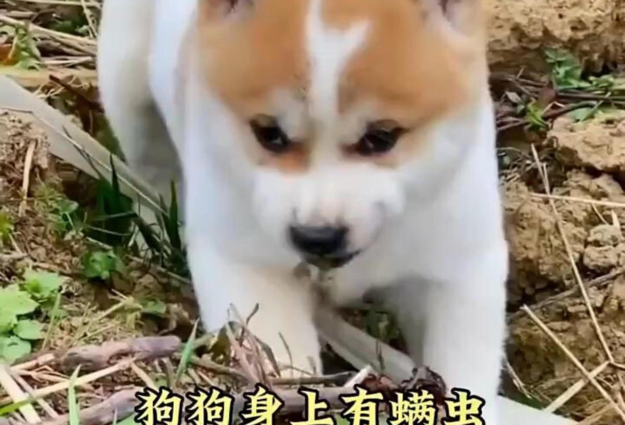 螨皮炎