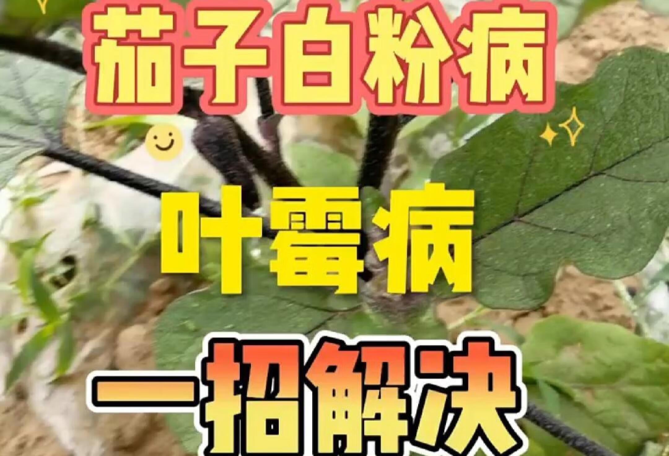 暗色丝孢霉病