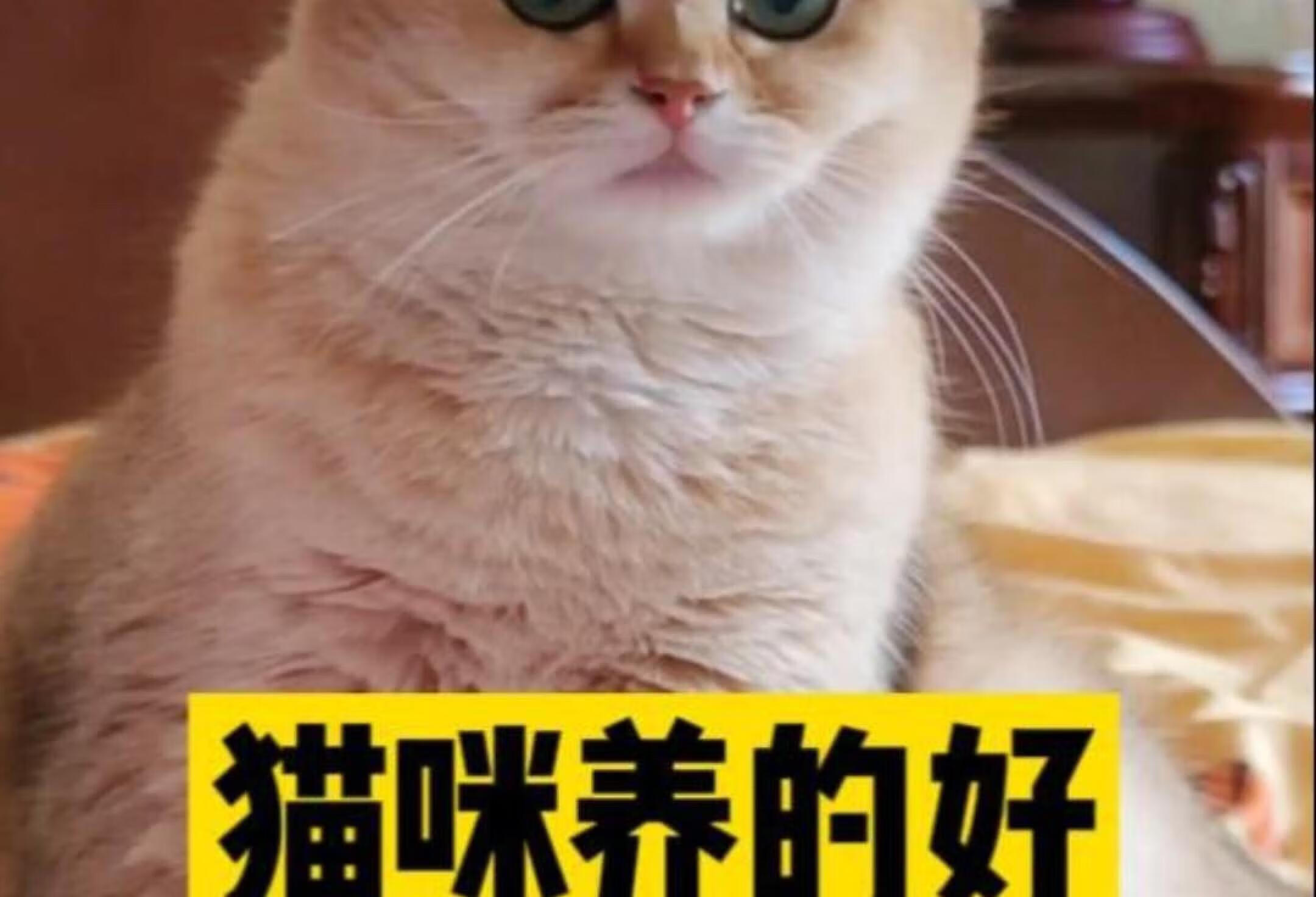 猫咪养的好的三个表现！看看你家猫养的好吗