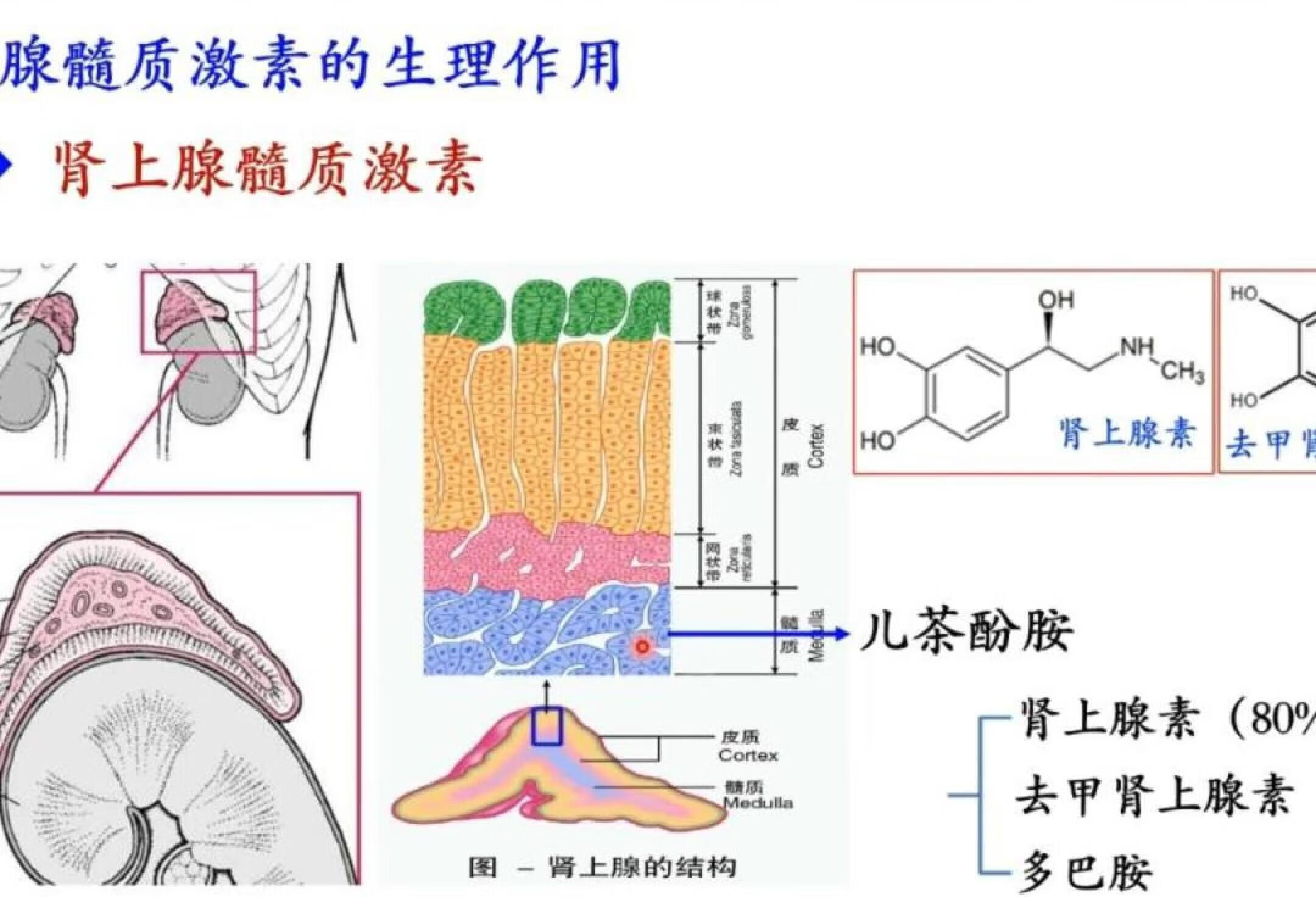 肾上腺髓质激素的作用及其分泌调节内分泌