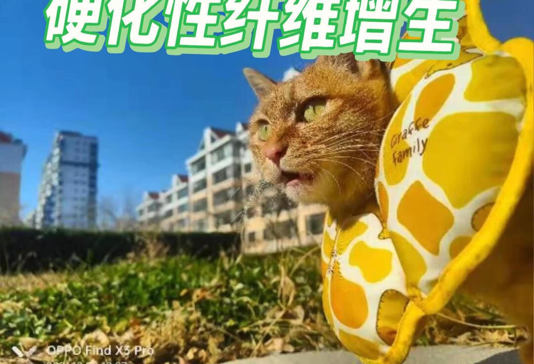 猫罕见病——胃肠道嗜酸性硬化纤维增生