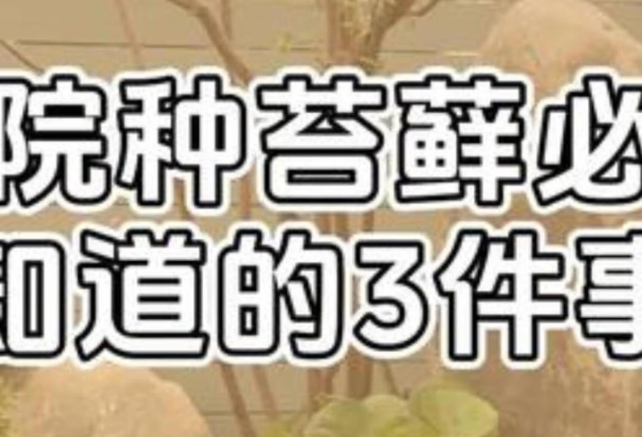 苔藓庭院童话：简单养成秘诀