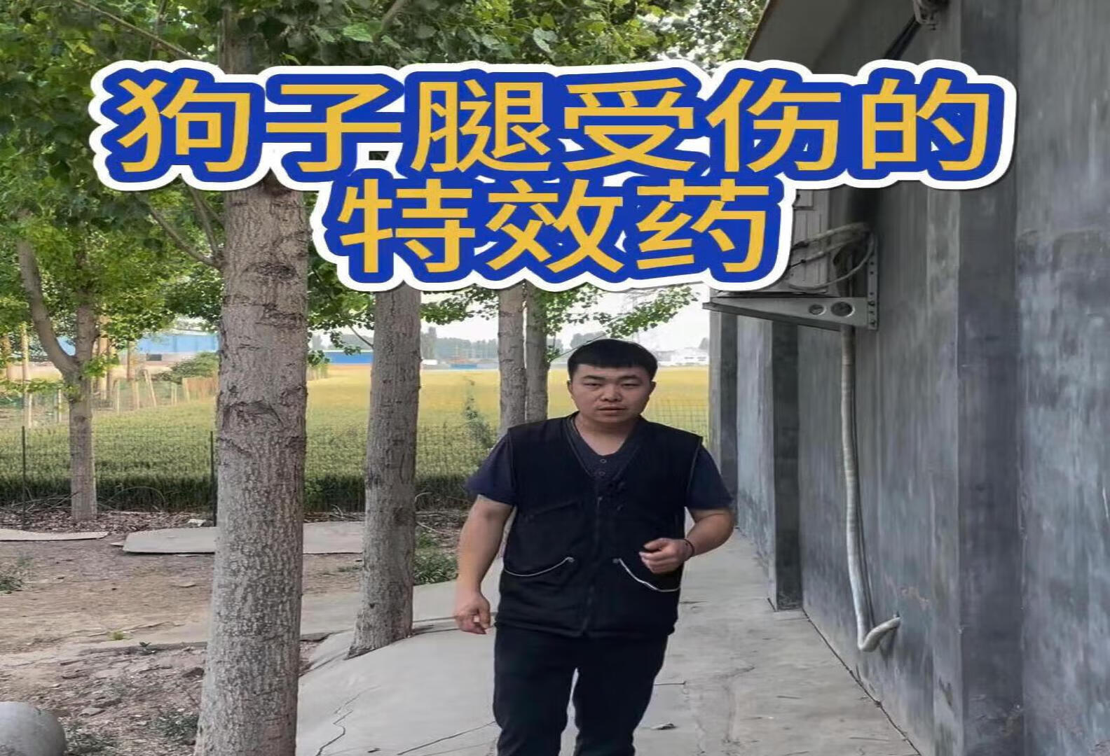 狗子腿受伤的特效药