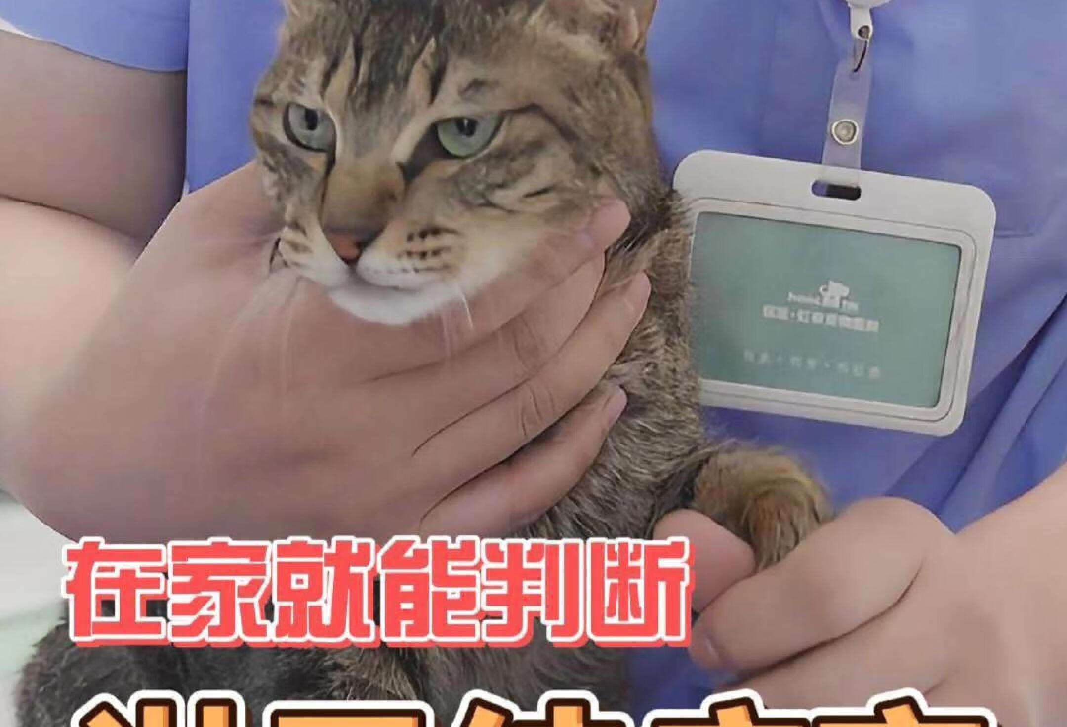 猫咪这些位置出现肿大 可能是淋巴结病变