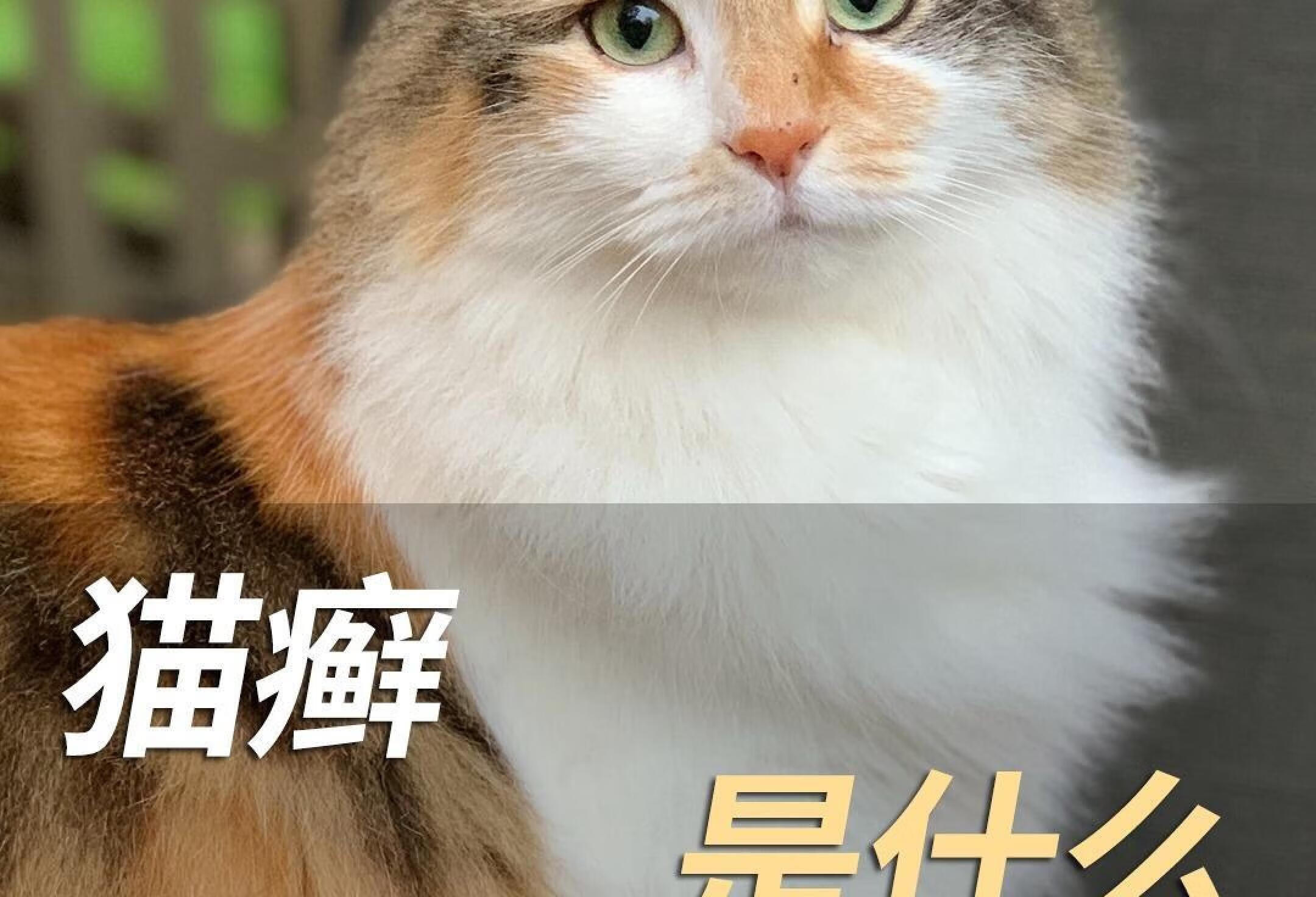 猫癣是什么？