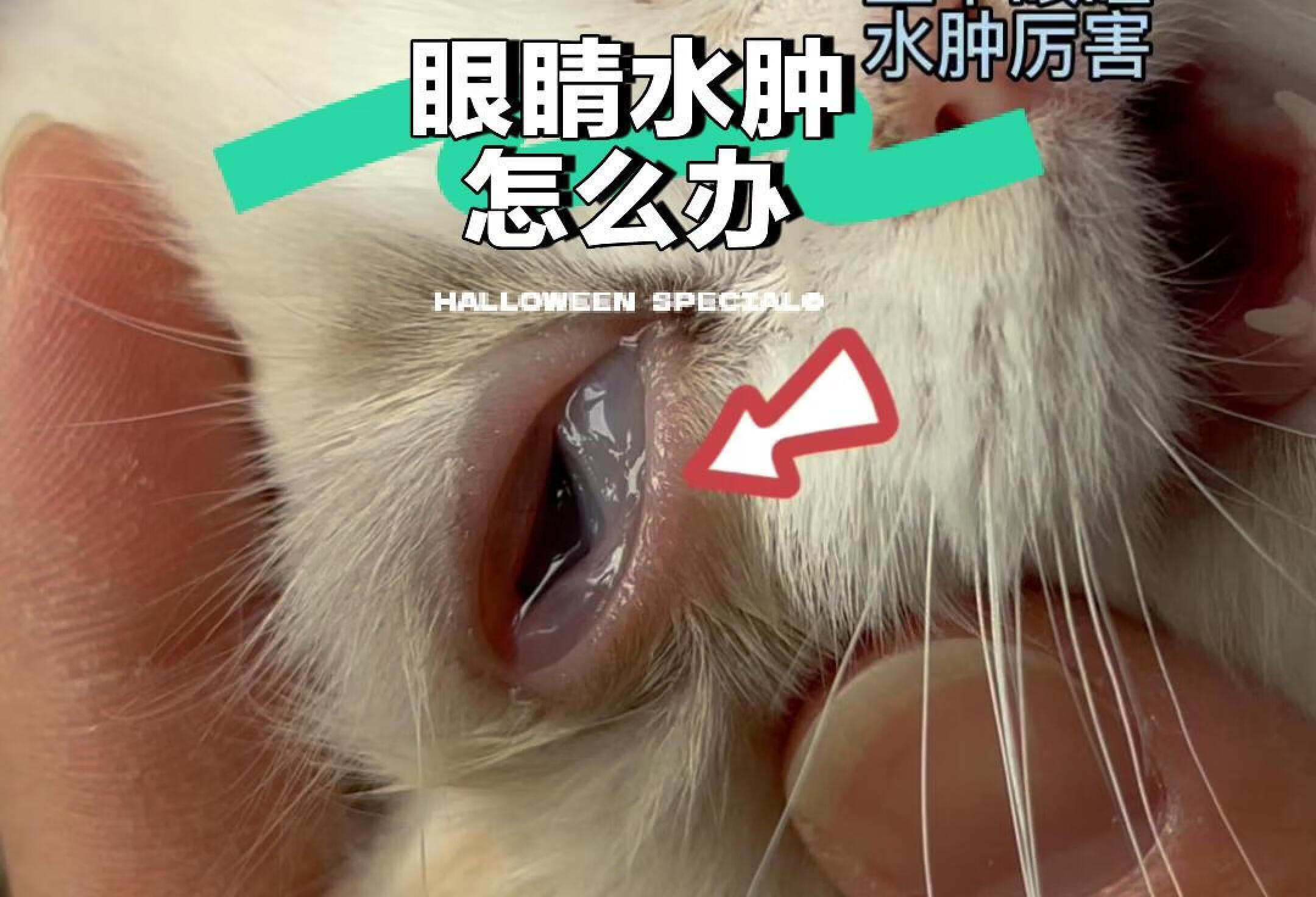 猫咪眼睛水肿怎么办