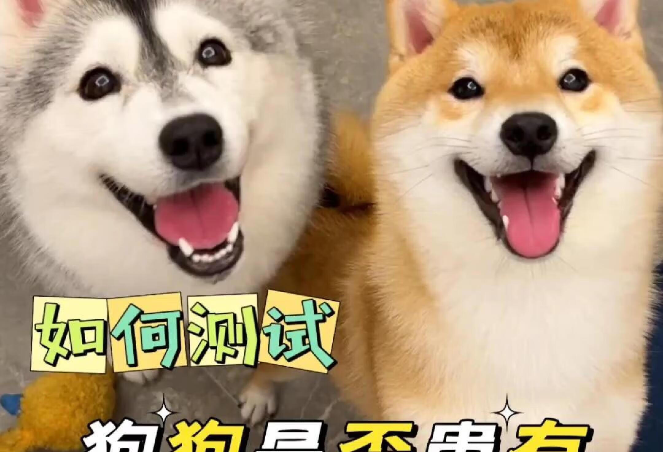 如何测试狗狗是否患有狂犬病！