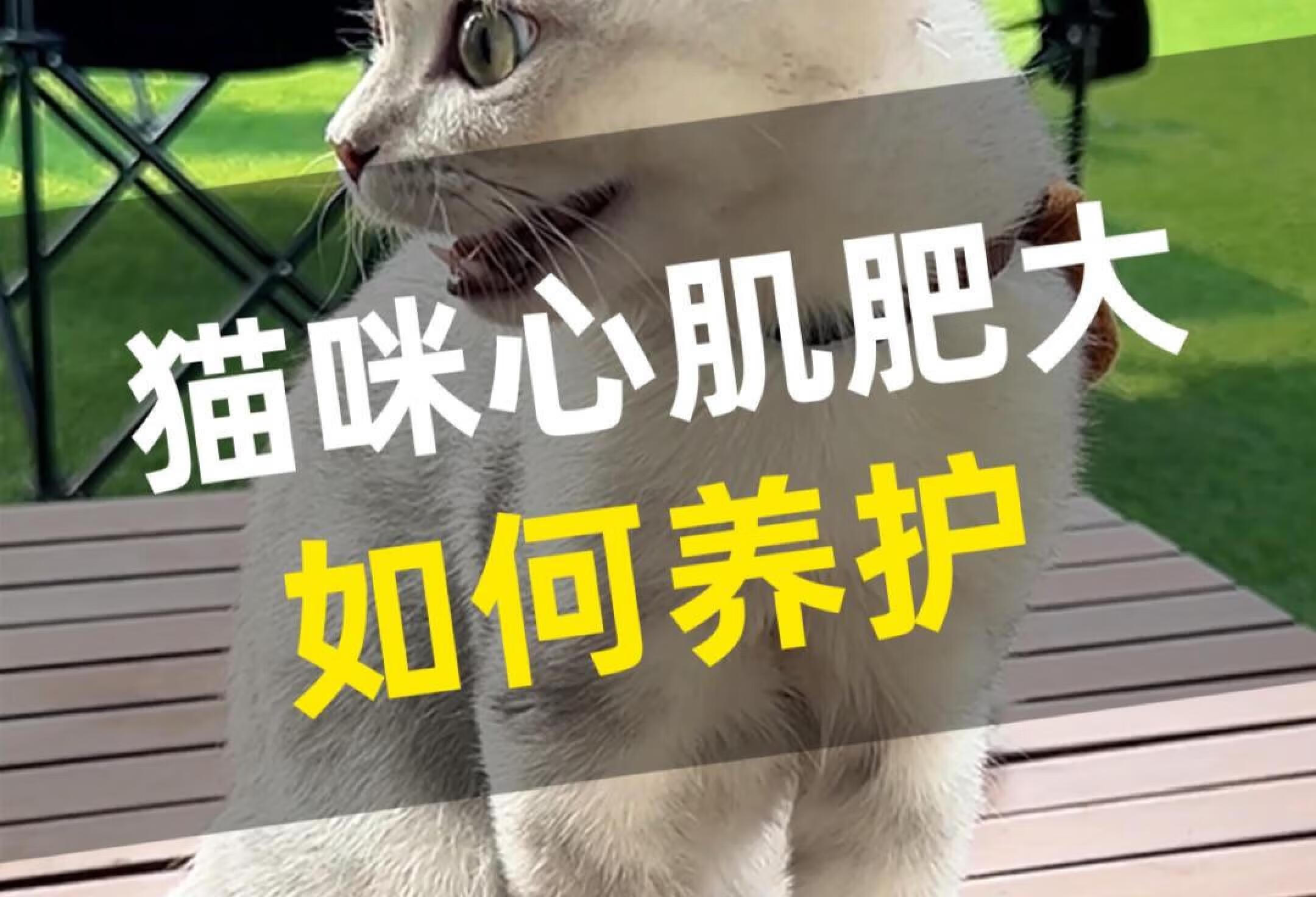 猫咪心肌肥大心脏问题如何养护