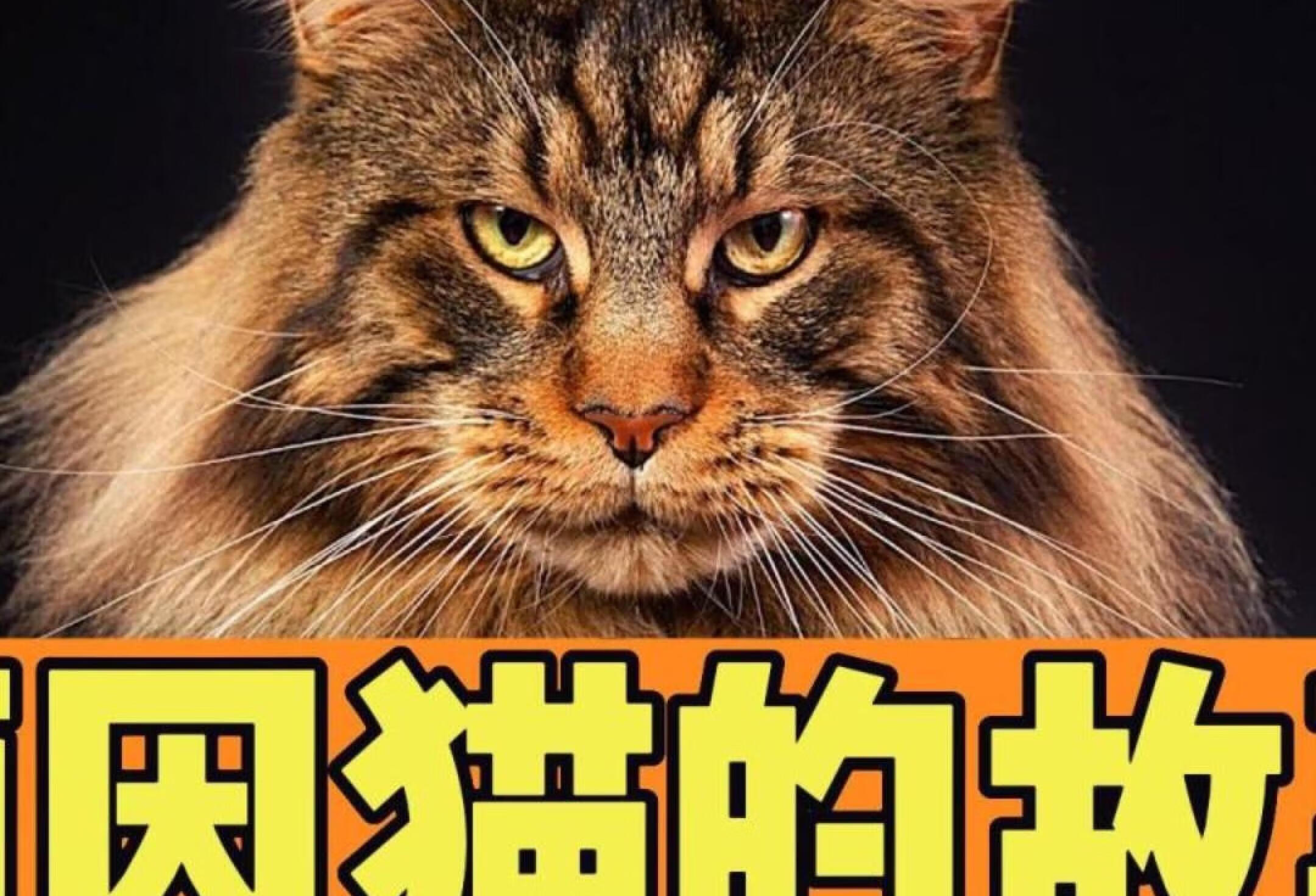 缅因猫的故事（猫咪大全01）