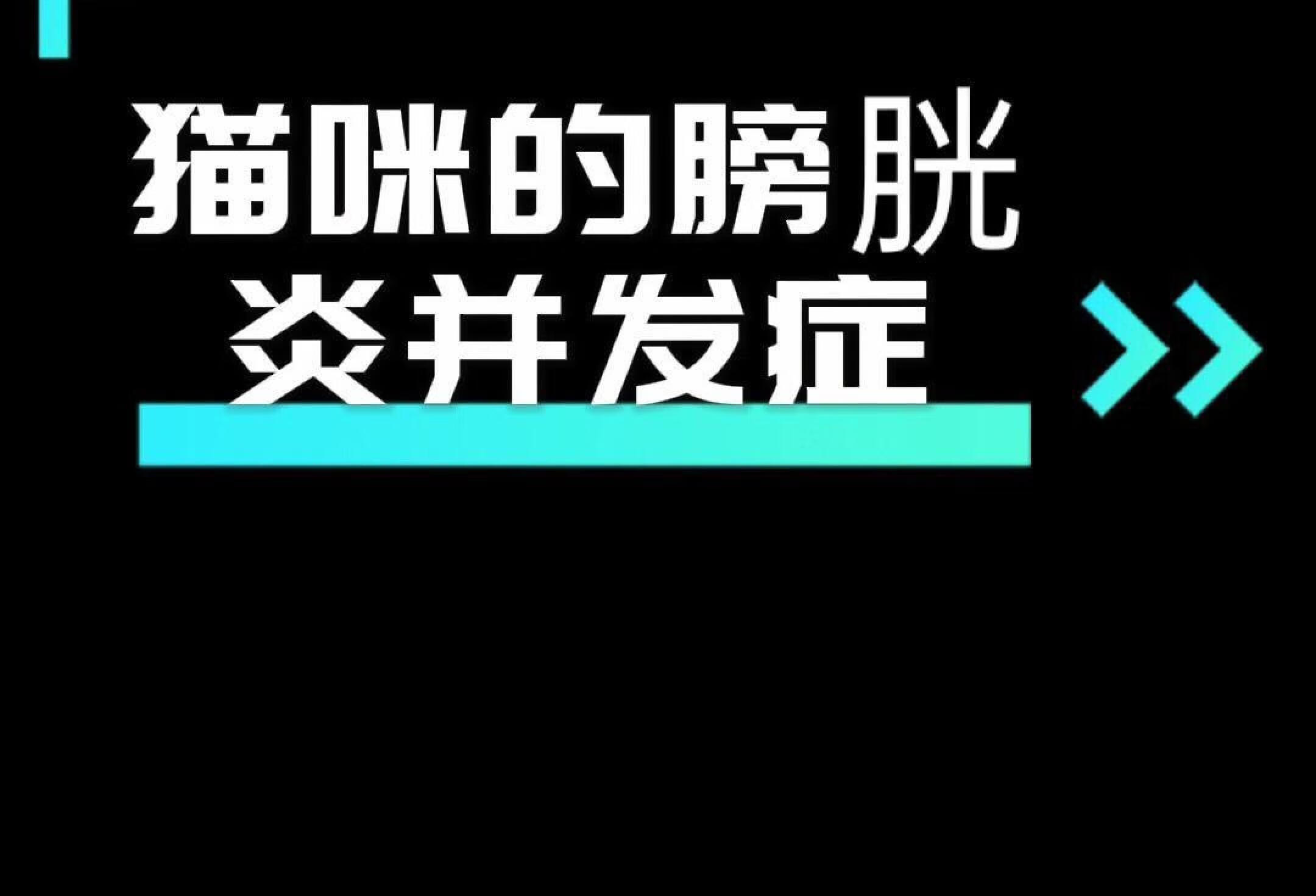 猫咪膀胱炎诱发抽搐，食欲不振的原因