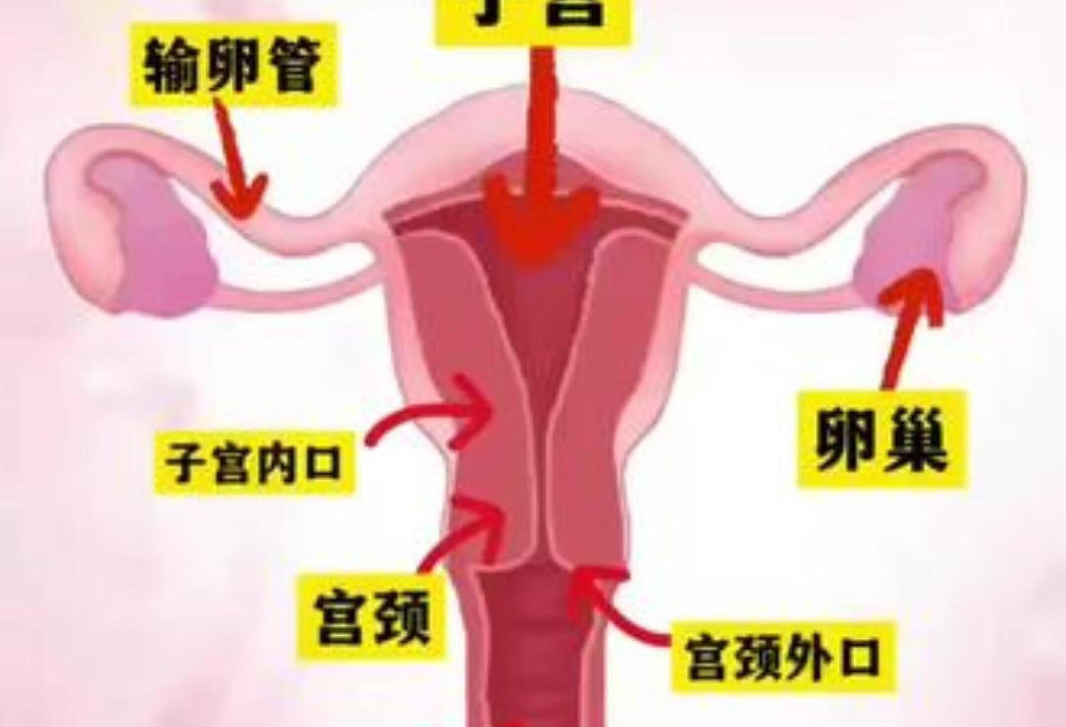 了解女性生殖系统医学科普 健康科普 女性健康