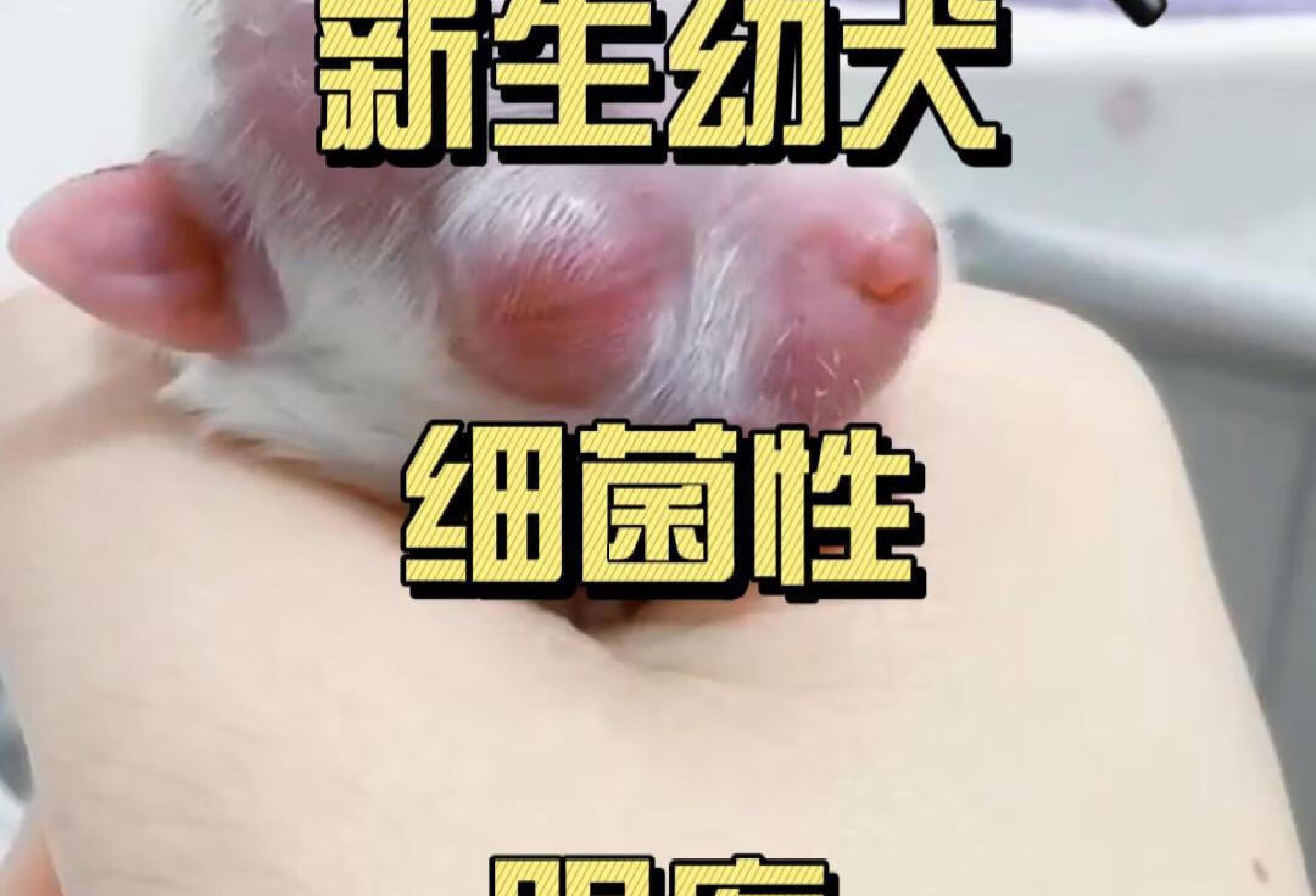 新生幼犬细菌性眼疾