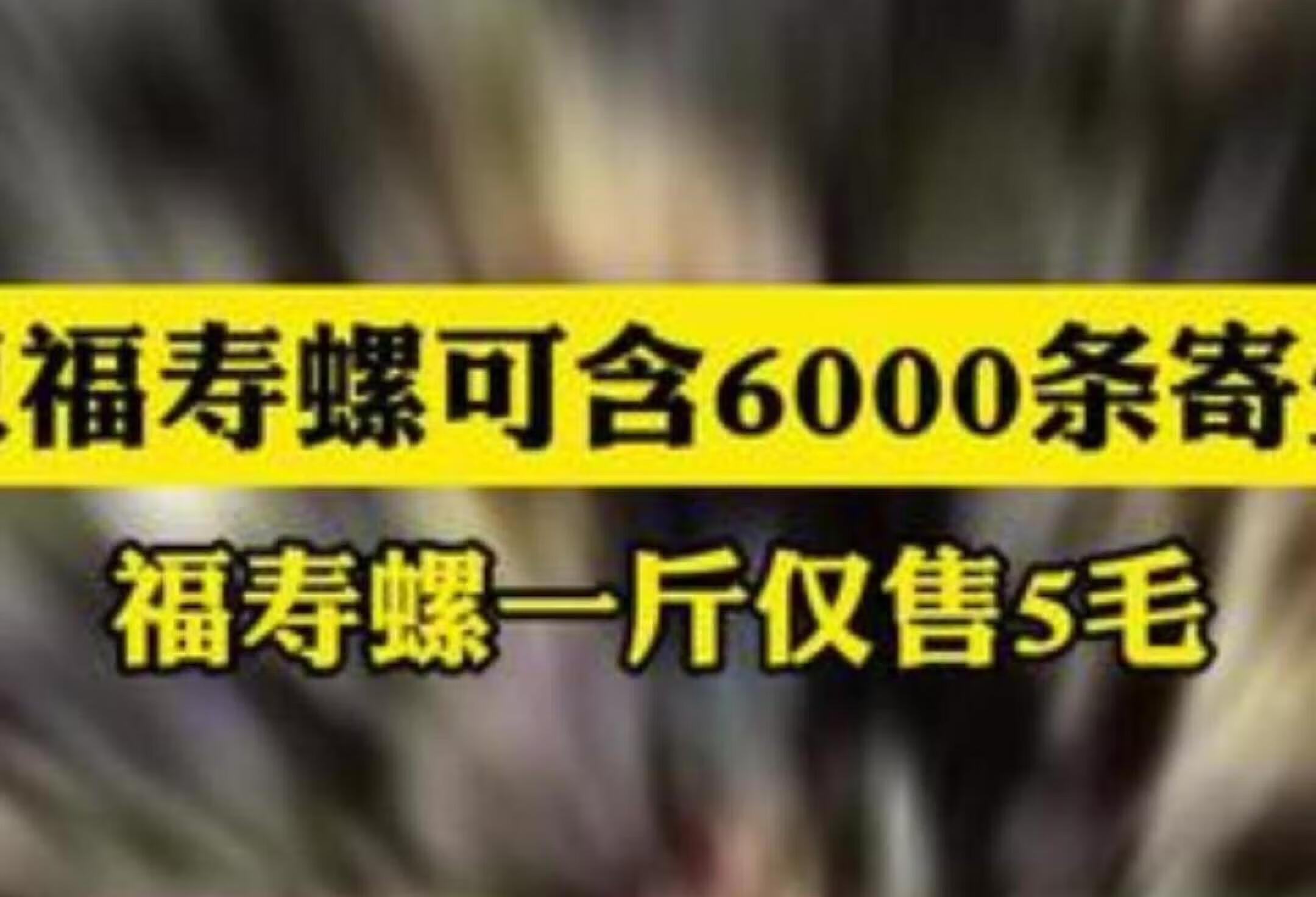 一只福寿螺可含6000条寄生虫 福寿螺一斤仅售5毛