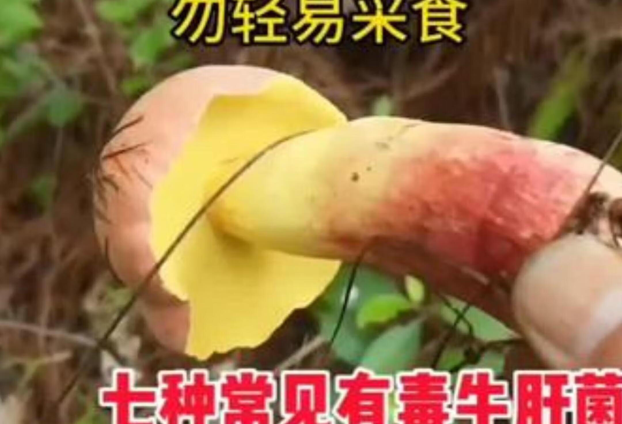 野生菌捡菌的乐趣与风险