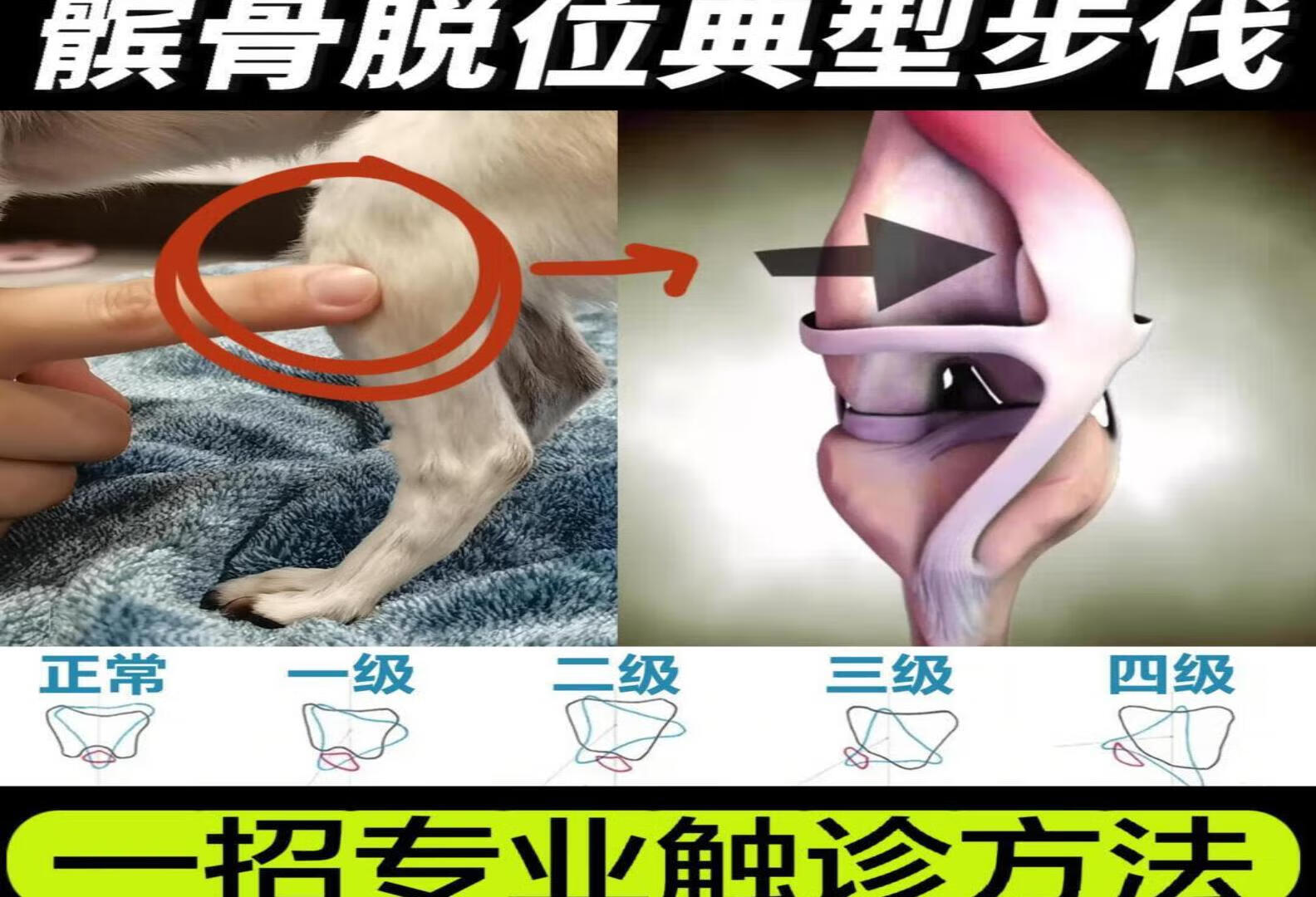 狗狗走姿怪异是髌骨脱位吗？一招专业自测！