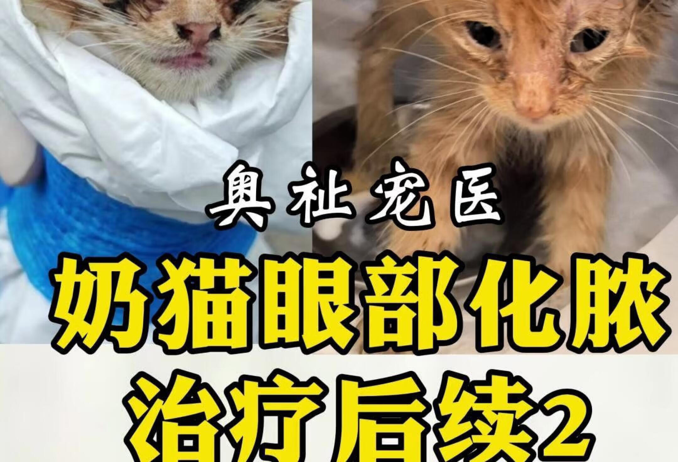 流浪奶猫眼部化脓，受到许多人关心，已好转