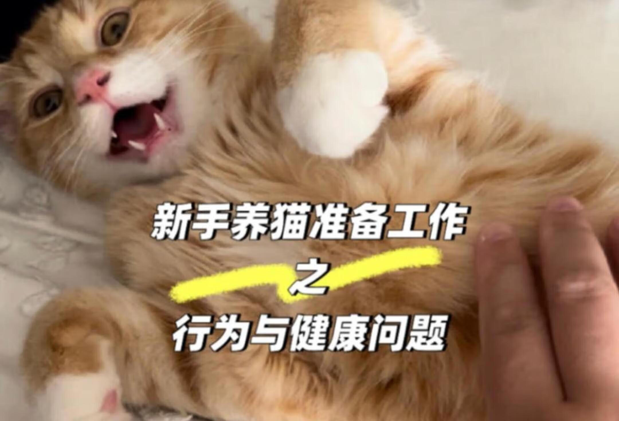 大数据把我推给所有新手养猫人！！