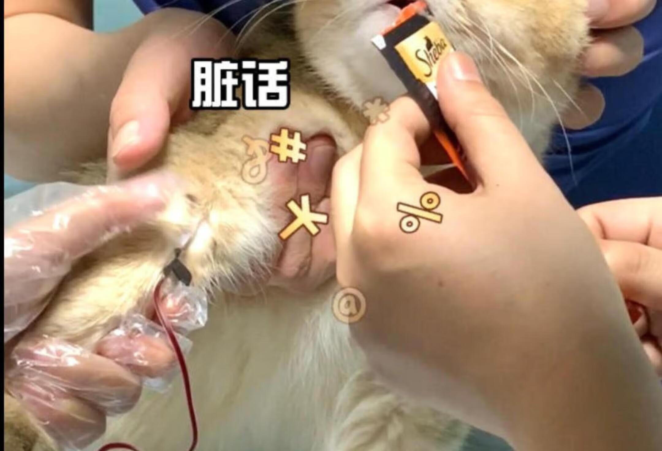 小猫咪被捅皮燕子是什么体验？！高清无码速来