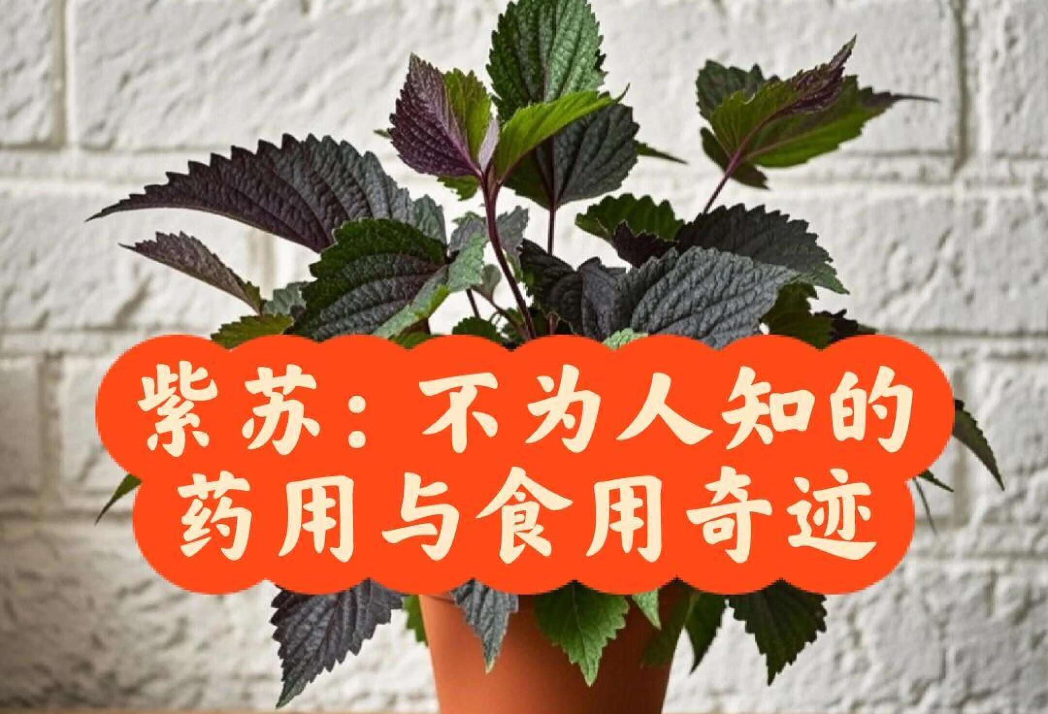 紫苏：不为人知的药用与食用奇迹