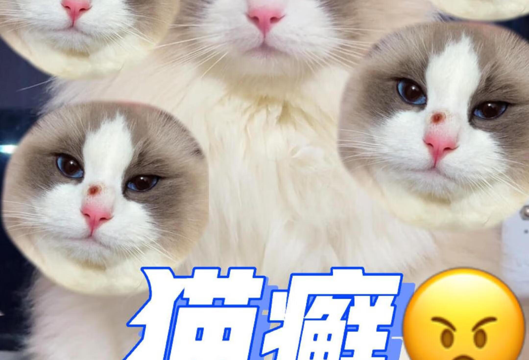 可恶！可恶！是猫癣！