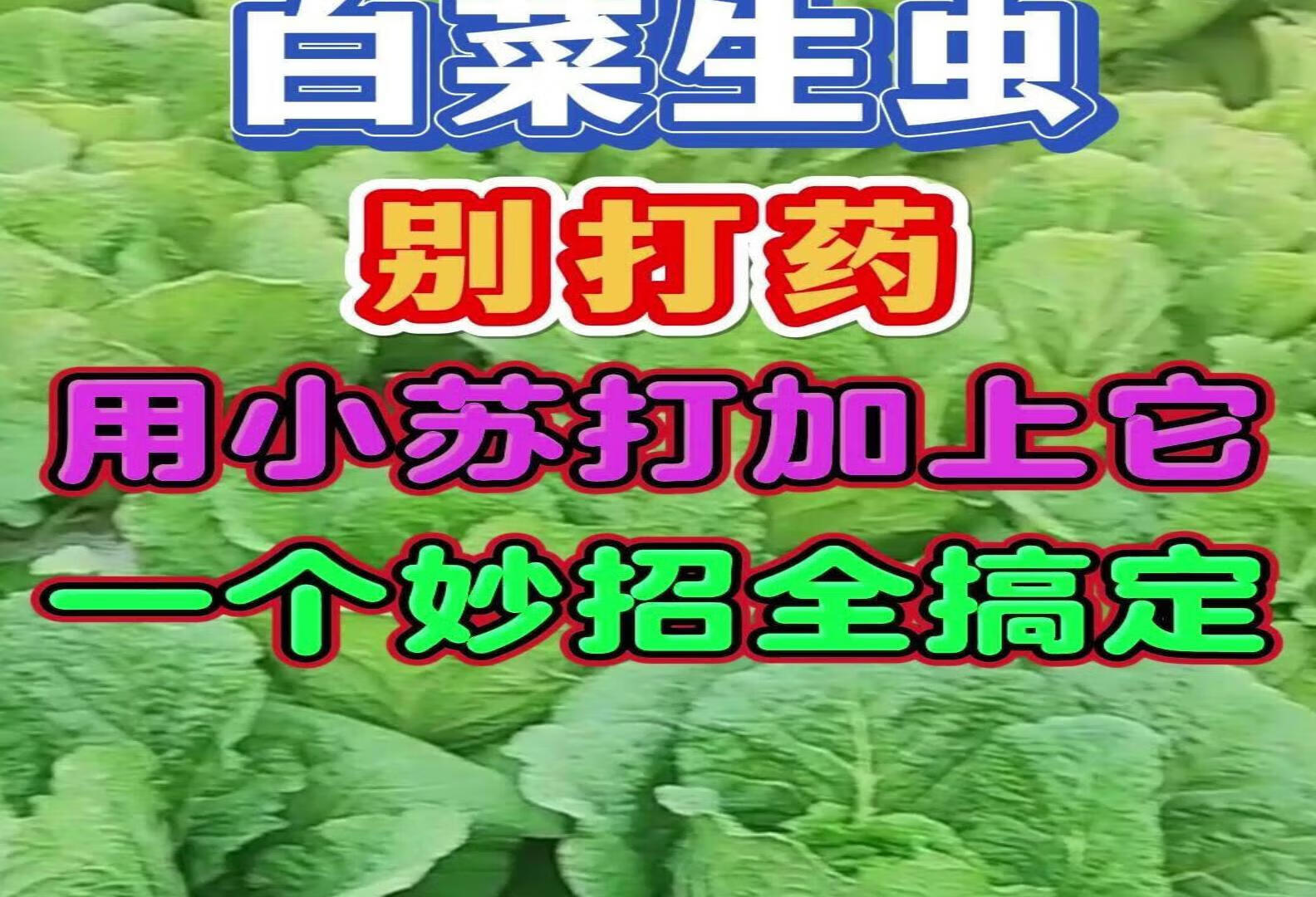 白菜生蚜虫，菜青虫用小苏打一招轻松解决