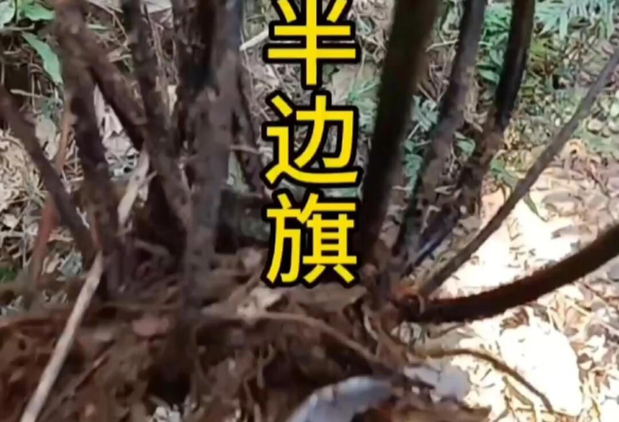 半边旗