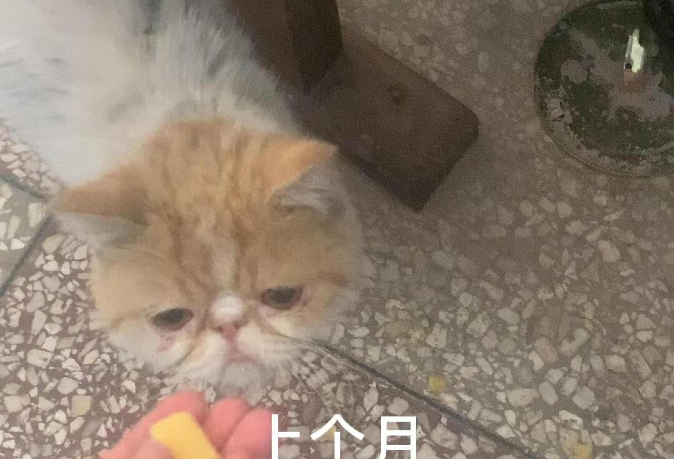 流浪猫加菲