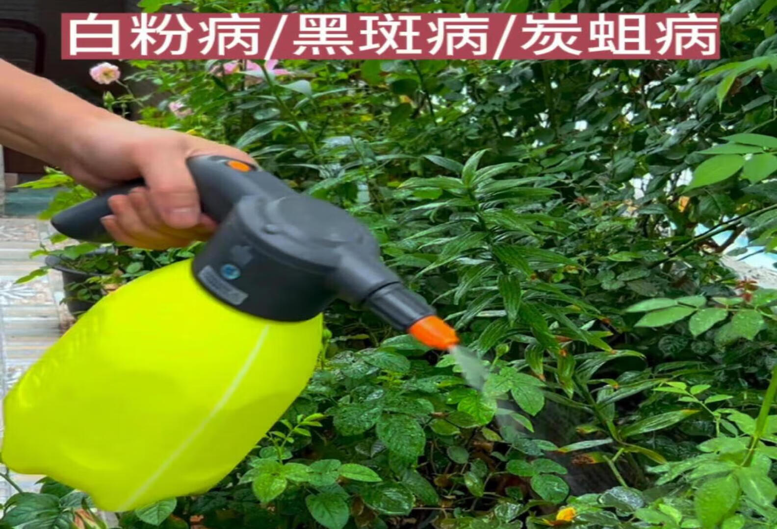 植物得了黑斑病白粉病就用它