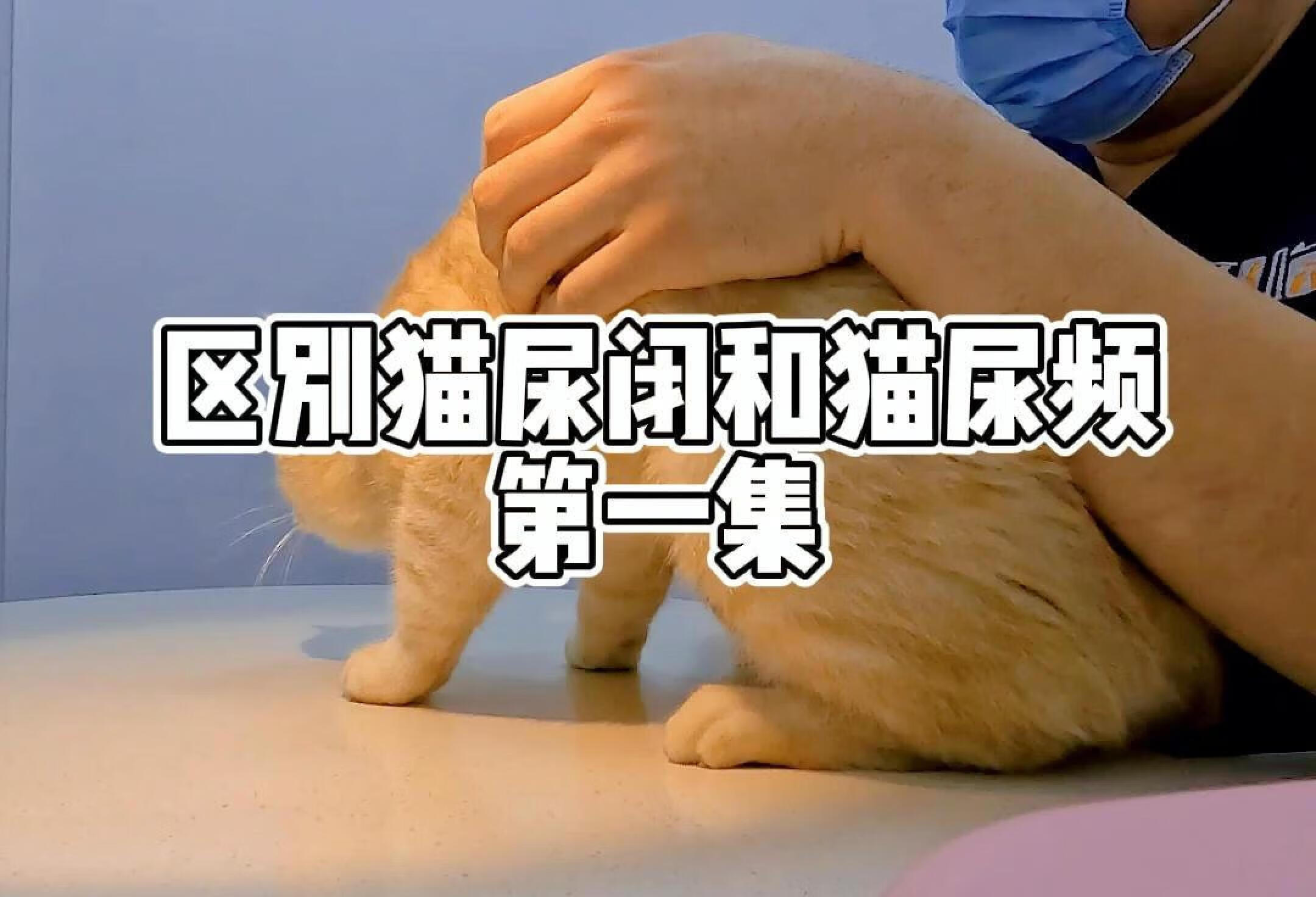 区别猫尿闭猫尿频猫尿血猫膀胱炎第一集