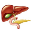 肝胆胃肠知识讲解