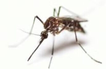 蚊子咬了红肿发热怎么办？