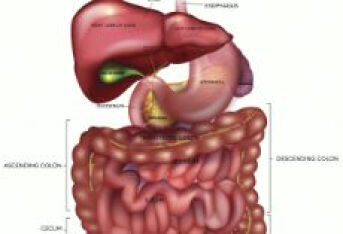 治疗脾胃病如何把握脾升胃降原则