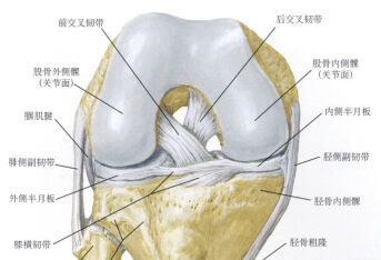 前交叉韧带重建康复计划