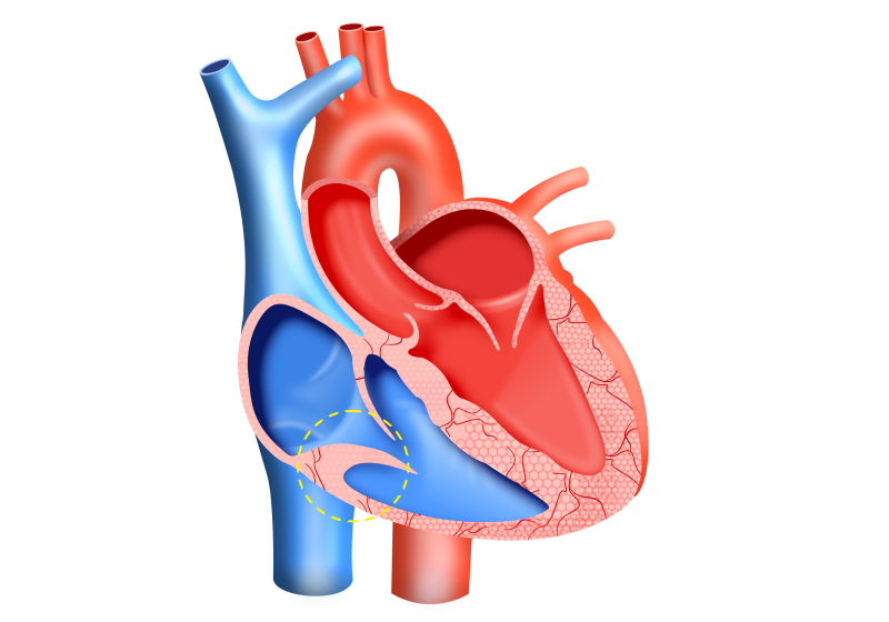 重视早期心脏病症状 不同人群针对性心脏检查