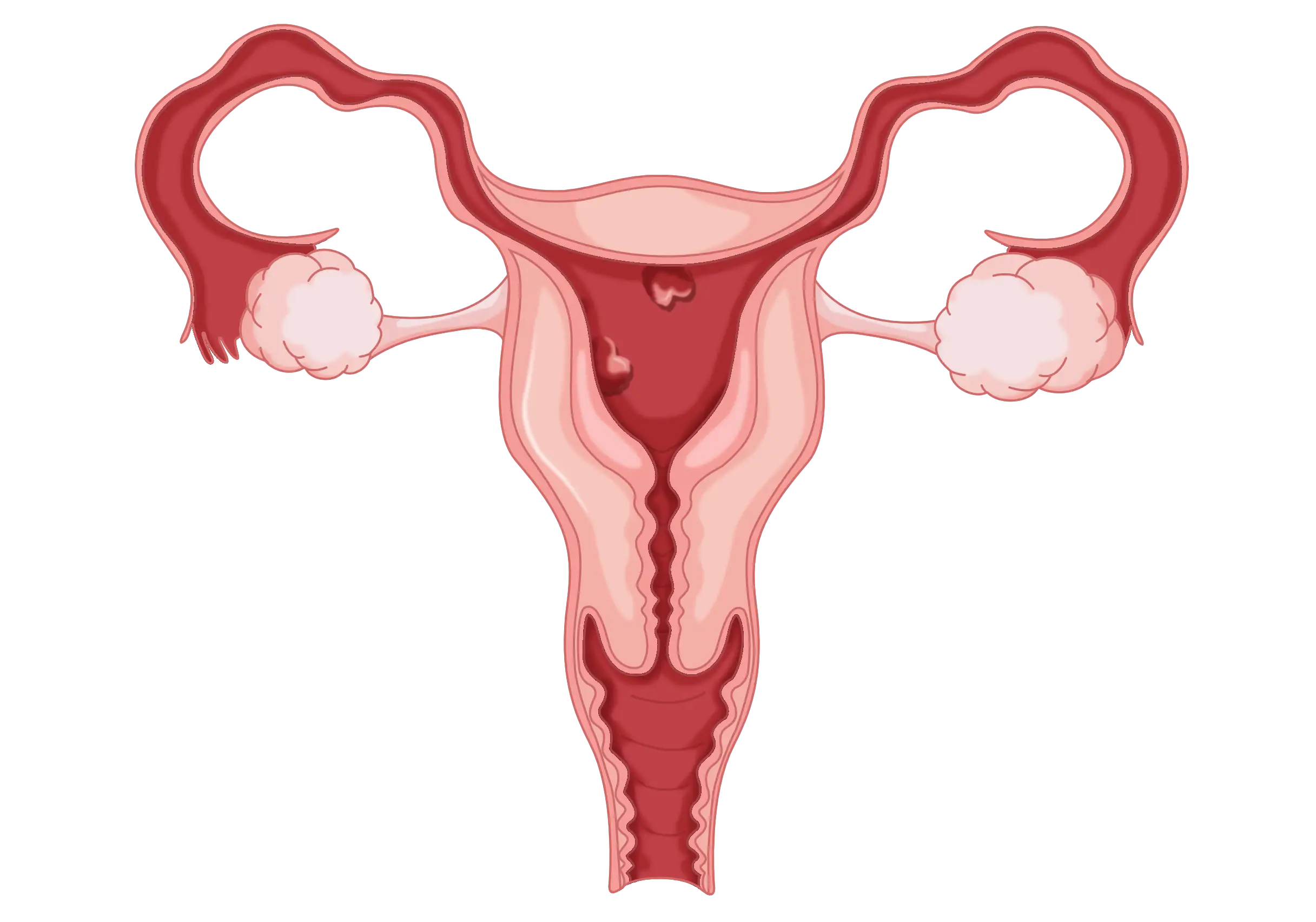 受精卵在 人造子宫 中可培育8天